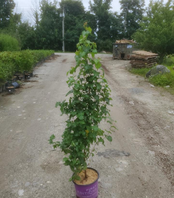 Betula platyphylla Parkland Pillar®