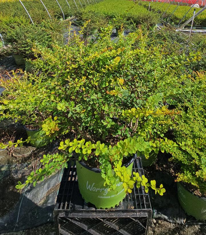 Berberis WorryFree® Mr. Green Genes®