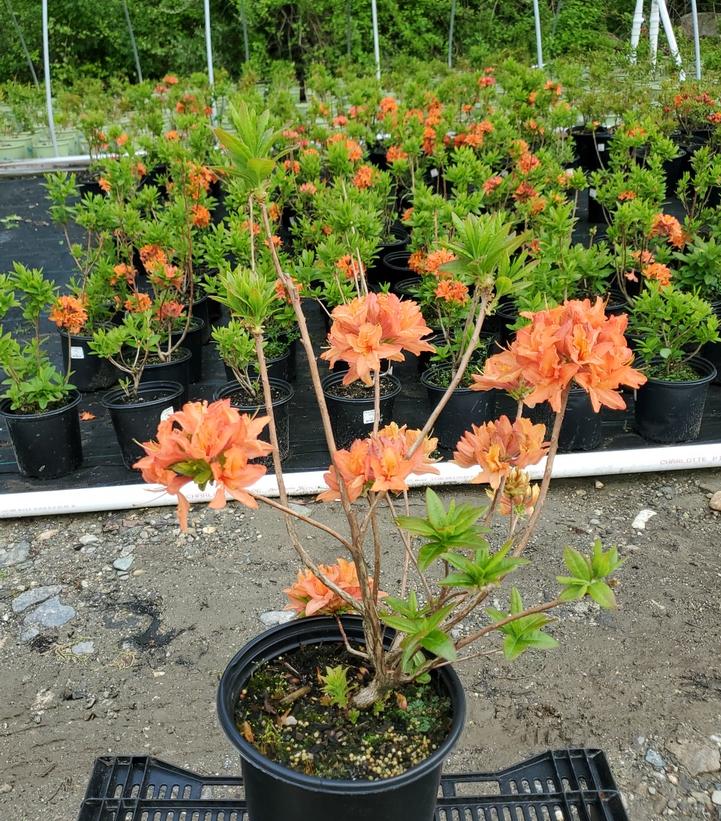 Azalea Northern Lights Mandarin Lights