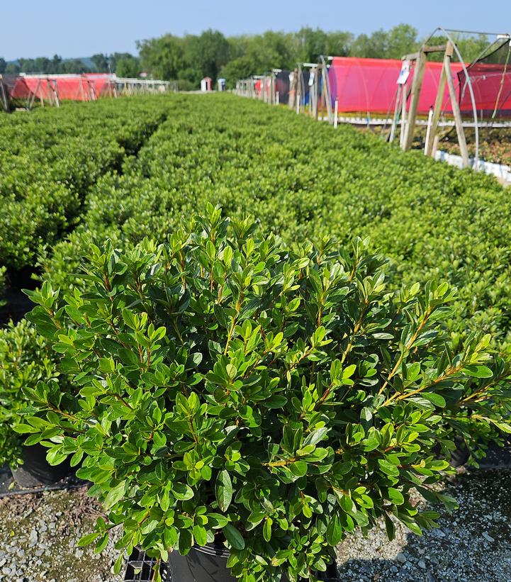 Azalea 'Karen'