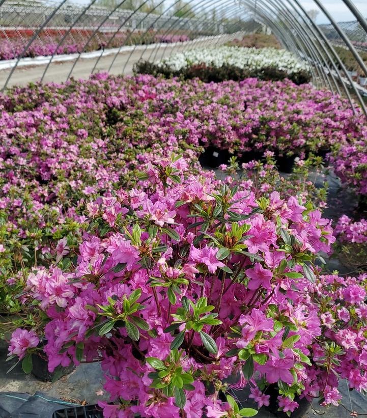 Azalea 'Karen'