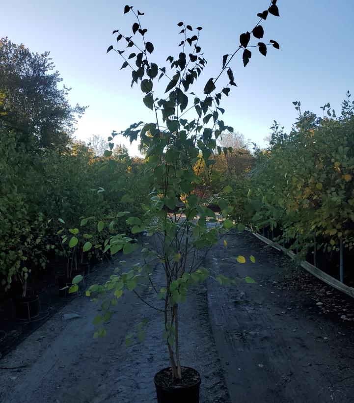 Betula jacquemontii 