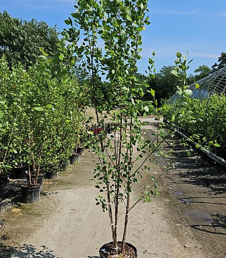 Betula nigra 'Heritage'