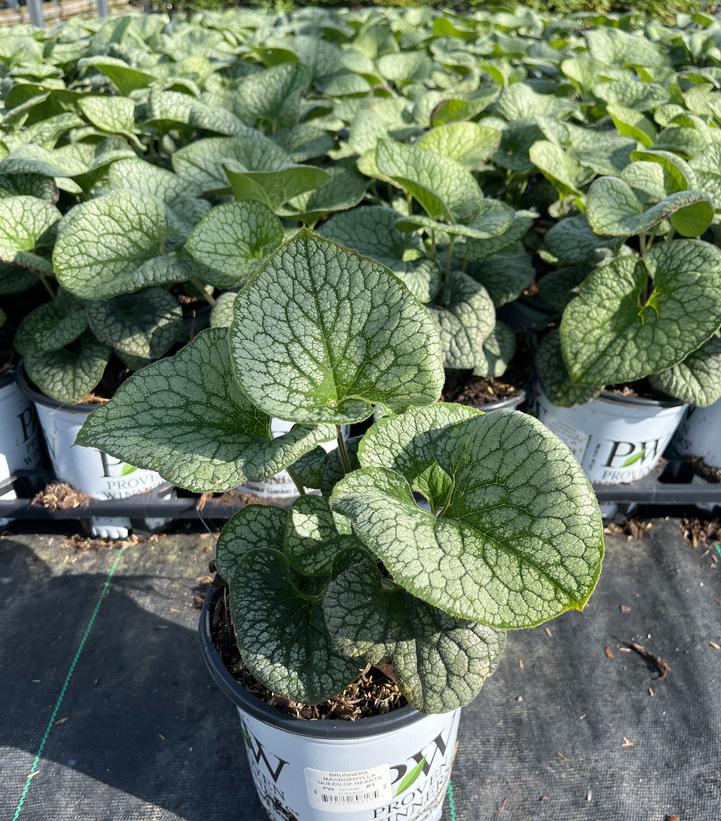 Brunnera macrophylla 'Queen of Hearts'