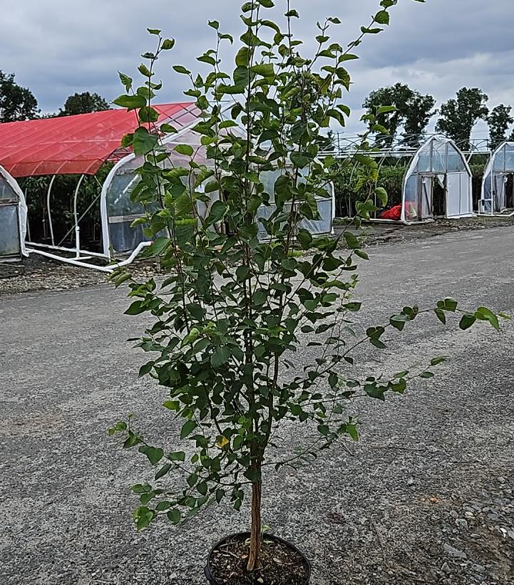 Betula jacquemontii 