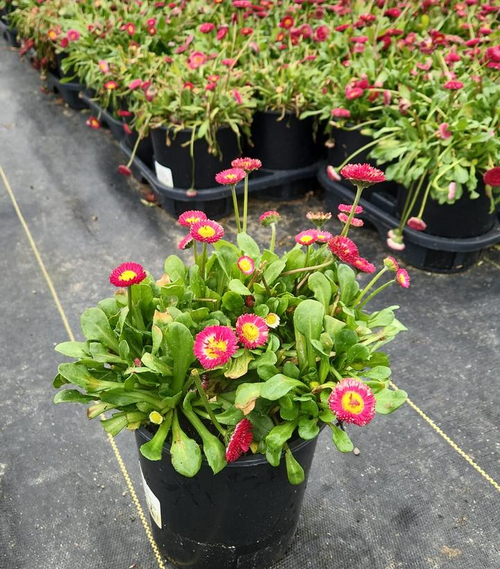 Bellis perennis Belissima™ Red