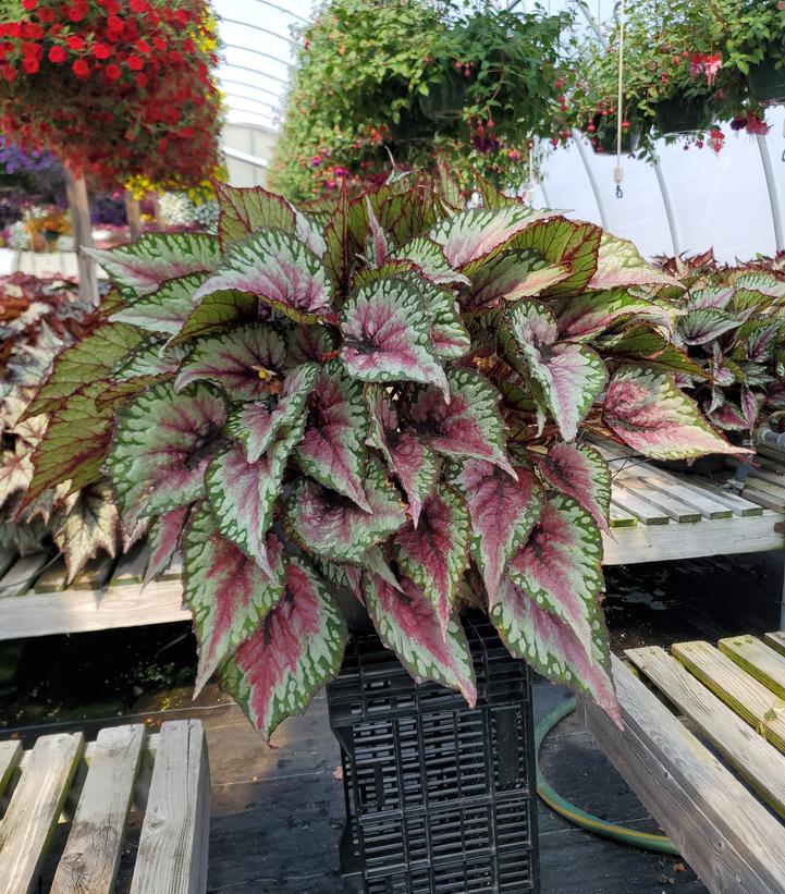 BEGONIA REX ASST - 10`` DECO 