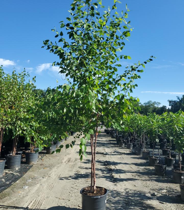 Betula nigra 'Heritage'