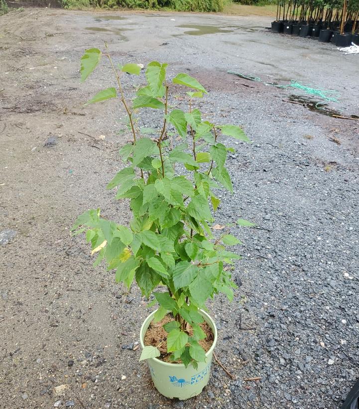 Betula papyrifera 