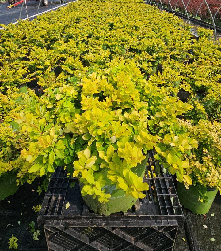 Berberis WorryFree® Lemon Glow®