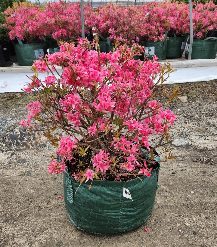 Azalea Northern Lights Rosy Lights