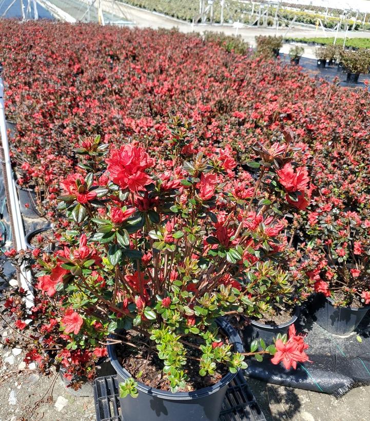 Azalea 'Stewartstonian'