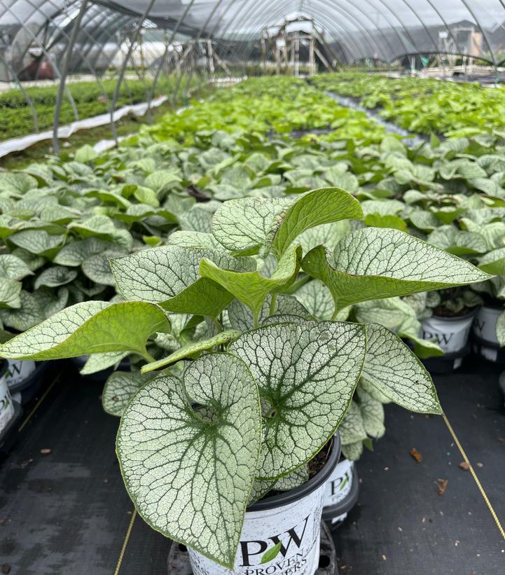 Brunnera macrophylla 'Queen of Hearts'