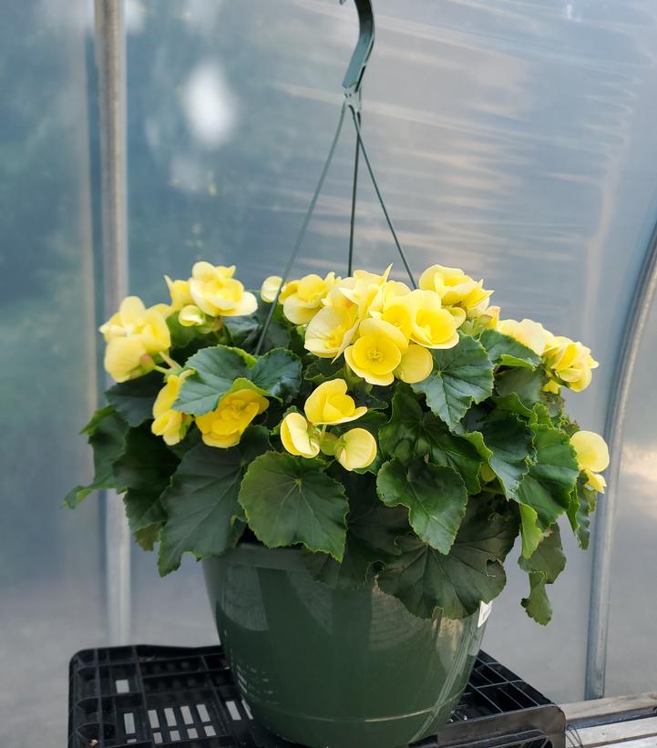 BEGONIA RIEGER ASST - 8`` DECO 