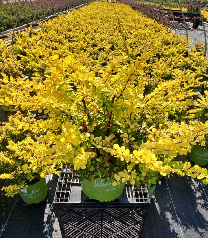 Berberis WorryFree® Lemon Glow®