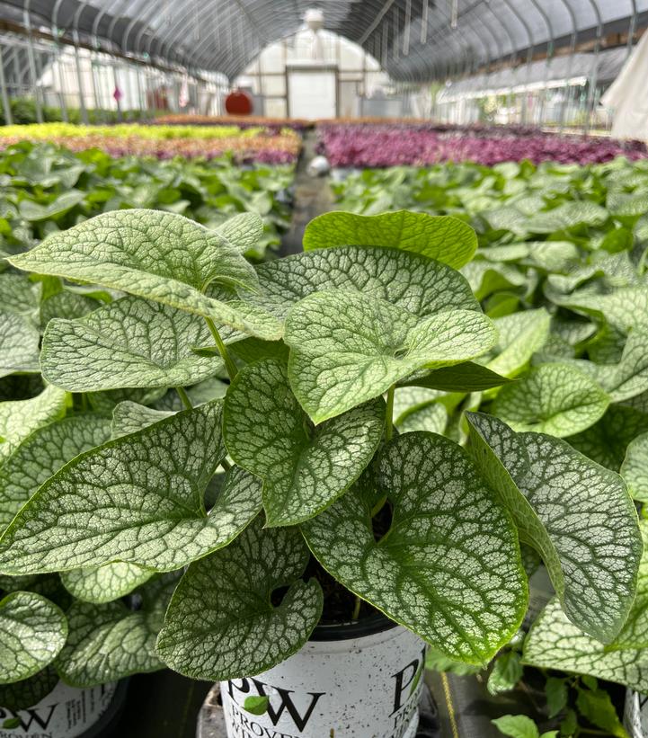 Brunnera macrophylla 'Jack of Diamonds'