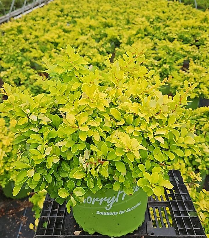 Berberis WorryFree® Lemon Glow®