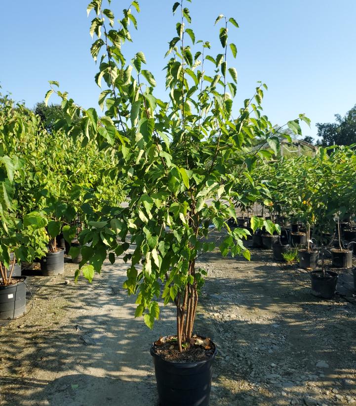 Betula papyrifera 