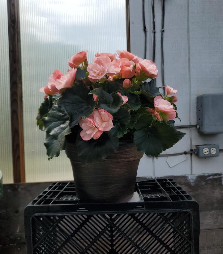 BEGONIA RIEGER ASST - 8`` DECO 