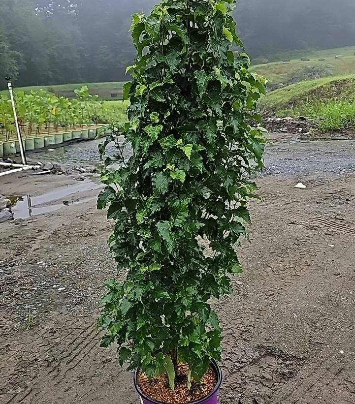 Betula platyphylla Parkland Pillar®