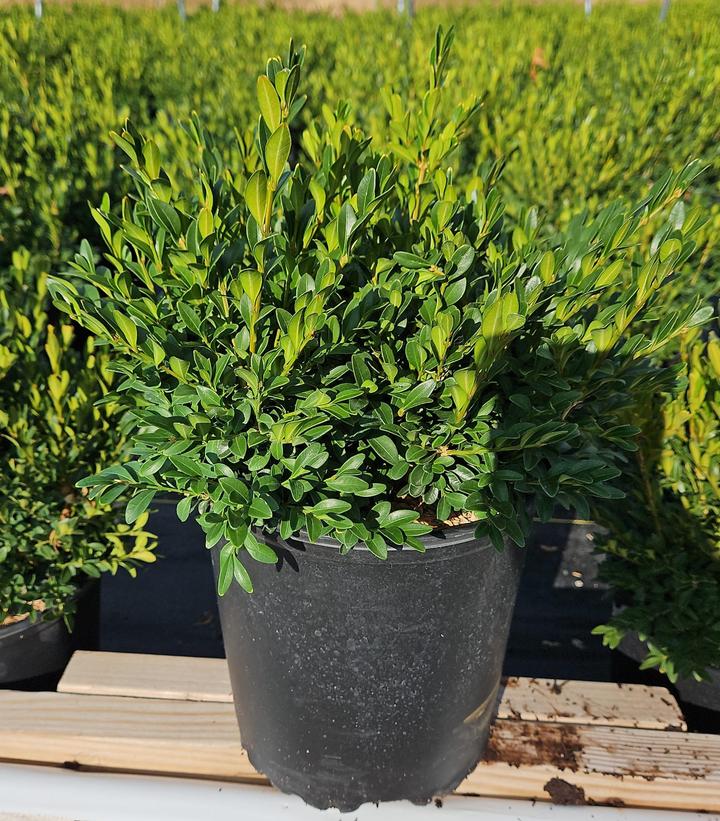 Buxus microphylla var. japonica 'Green Gem'