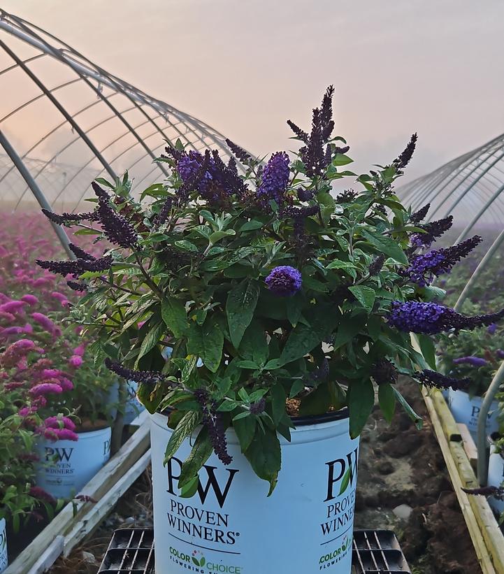 Buddleia x Pugster Blue®