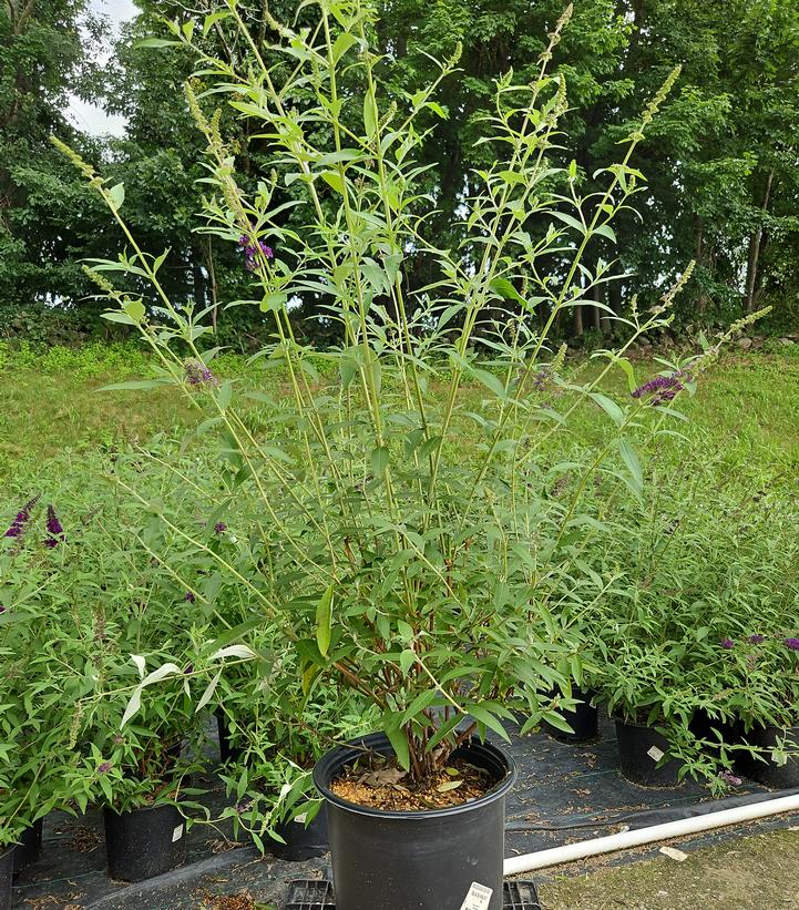 Buddleia davidii Black Knight