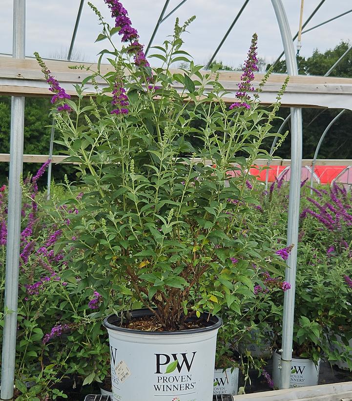 Buddleia x Miss Violet