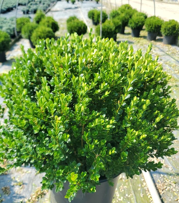 Buxus microphylla var. japonica Baby Gem™