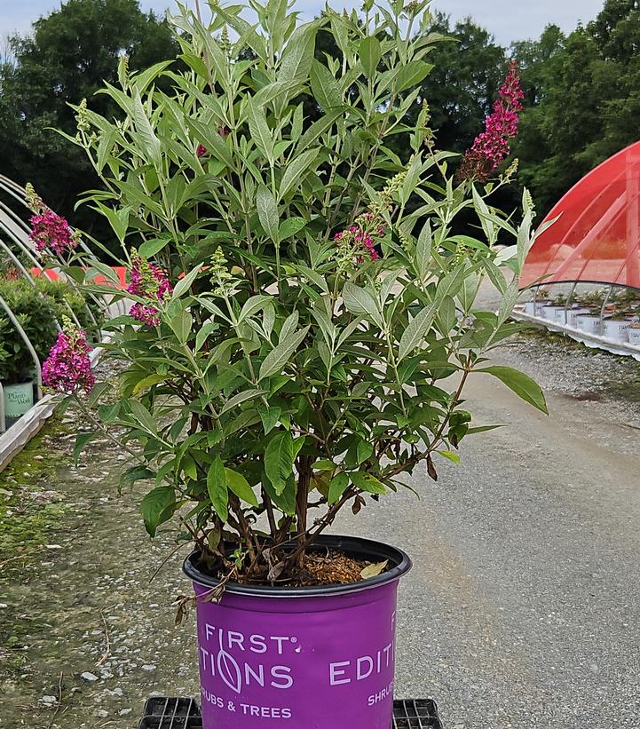 Buddleia davidii Funky Fuchsia™