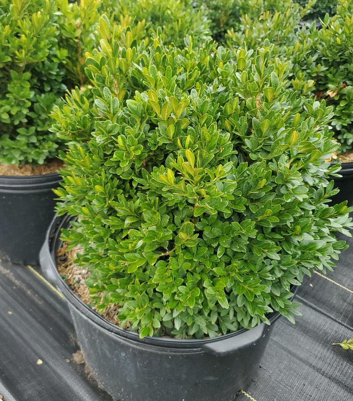 Buxus microphylla var. japonica 'Green Gem'