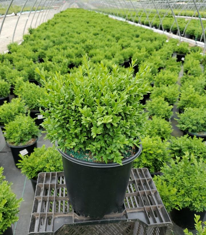 Buxus microphylla var. japonica 'Green Gem'