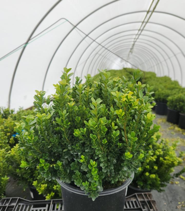 Buxus microphylla var. japonica Baby Gem™