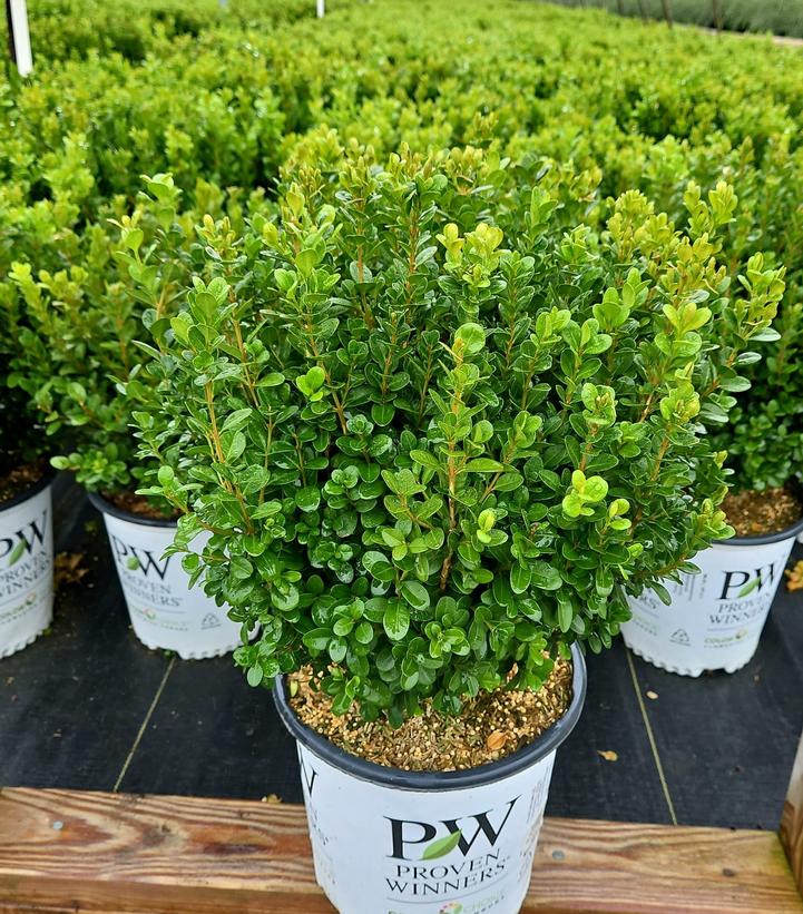 Buxus microphylla Sprinter®