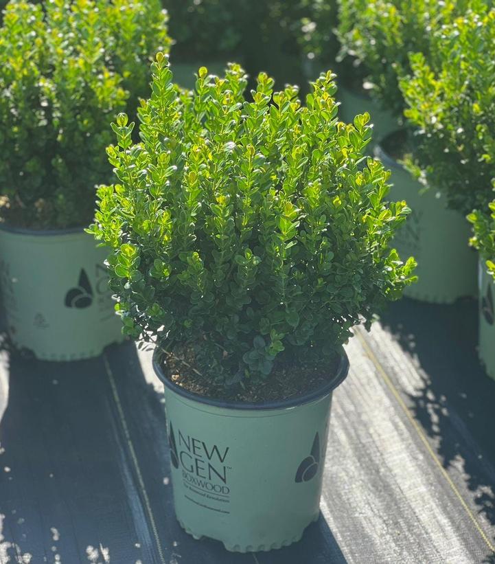 Buxus NewGen Freedom®