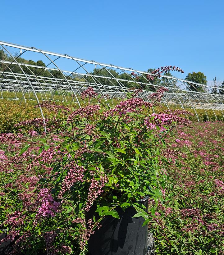 Buddleia davidii 'Pink Cascade'