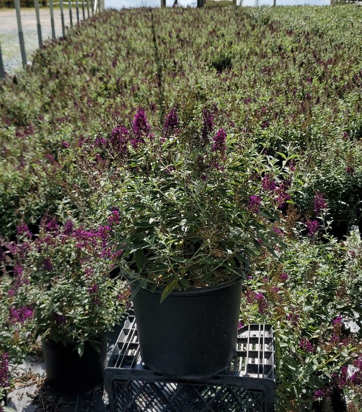 Buddleia Monarch® Dark Dynasty