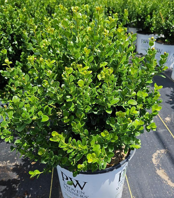 Buxus microphylla Sprinter®