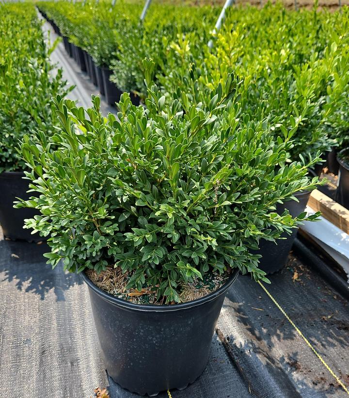 Buxus microphylla var. japonica 'Green Gem'