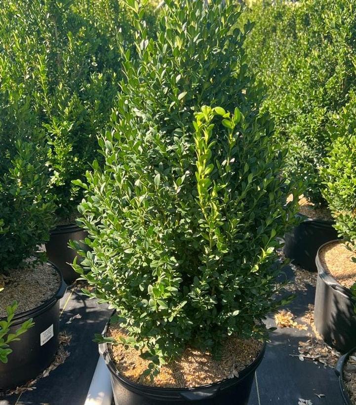 Buxus microphylla var. japonica Green Mountain