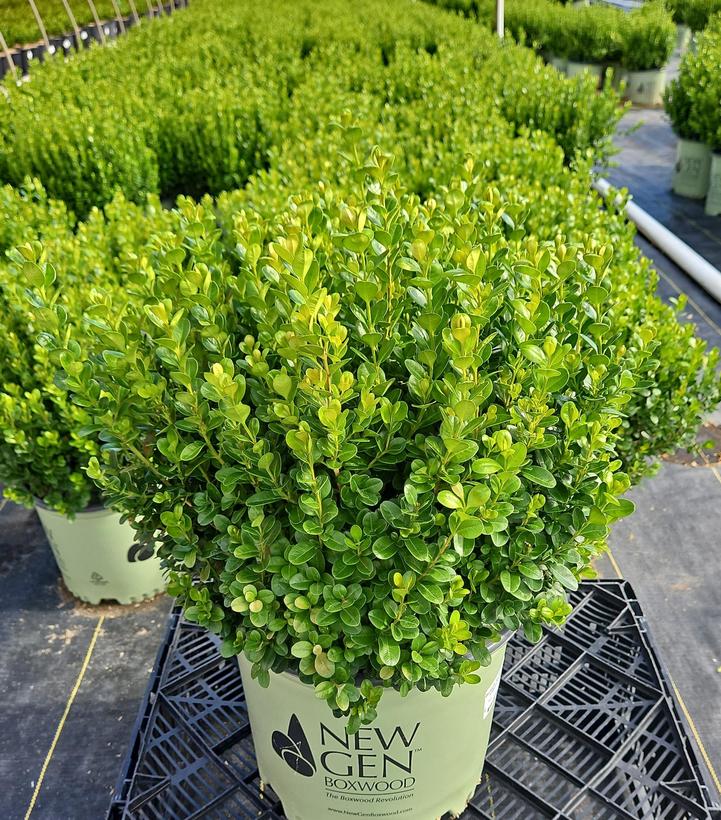 Buxus NewGen Freedom®