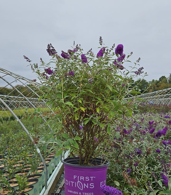 Buddleia davidii Psychedelic Sky™