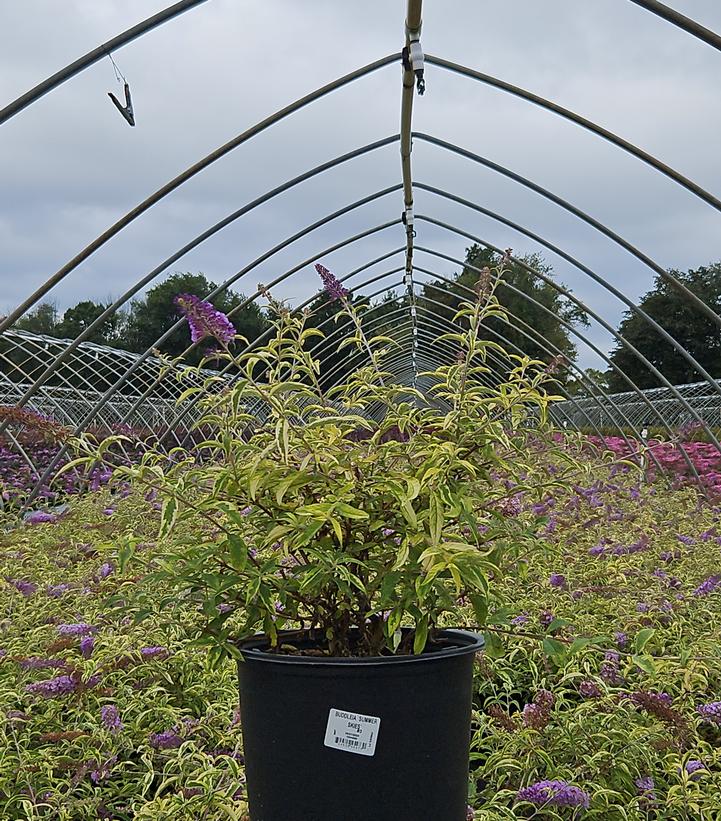 Buddleia Summer Skies