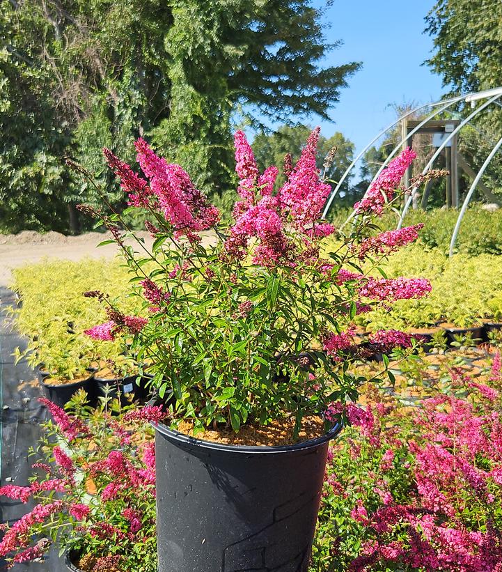 Buddleia Monarch® 'Prince Charming'