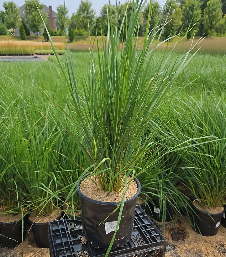 Calamagrostis a. Karl Foerster