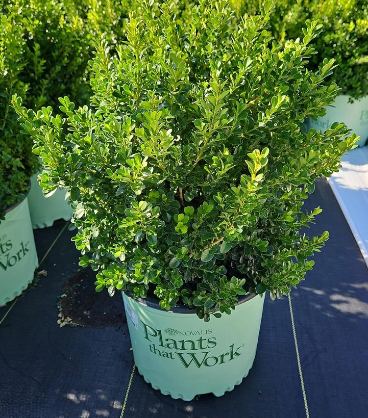 Buxus 'Cranberry Creek'