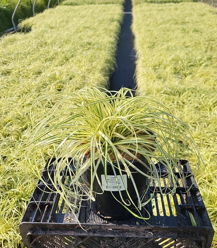 Carex morrowii Evergold