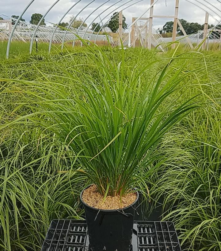 Calamagrostis brachytricha