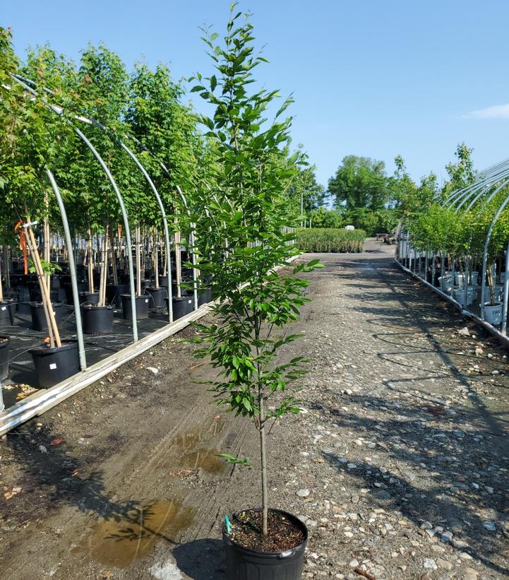 Carpinus betulus Fastigiata