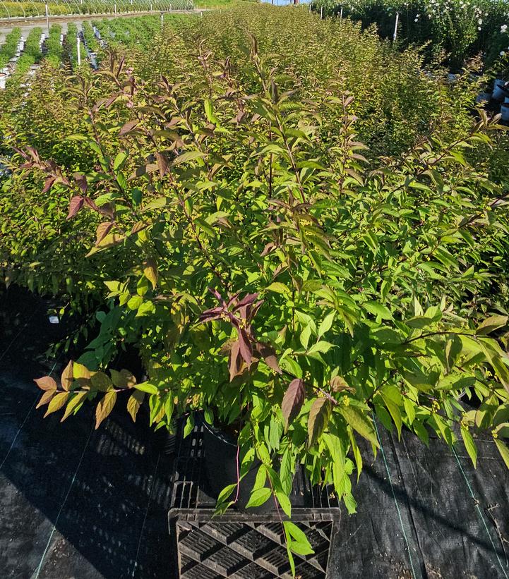 Callicarpa dich. Early Amethyst